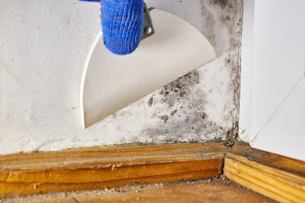 Best Mold Remediation for Healthcare Facilities  in Groesbeck, TX